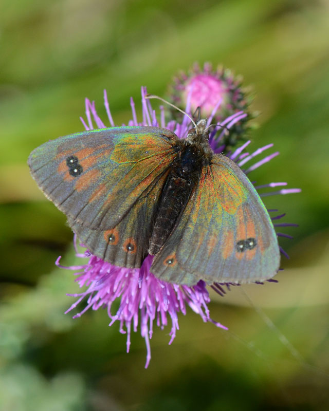 Erebia carmenta: riflessi